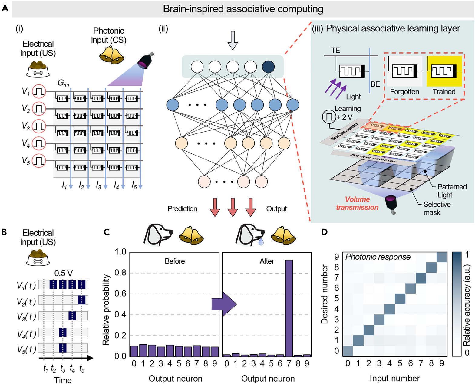 Brain-inspired associative computing on a physical 5x5 crossbar: hardware integration with electrical and photonic inputs, before/after training probability bars showing successful classification, and photonic-response confusion matrix